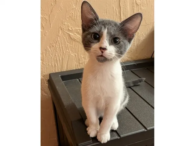 Ralphie