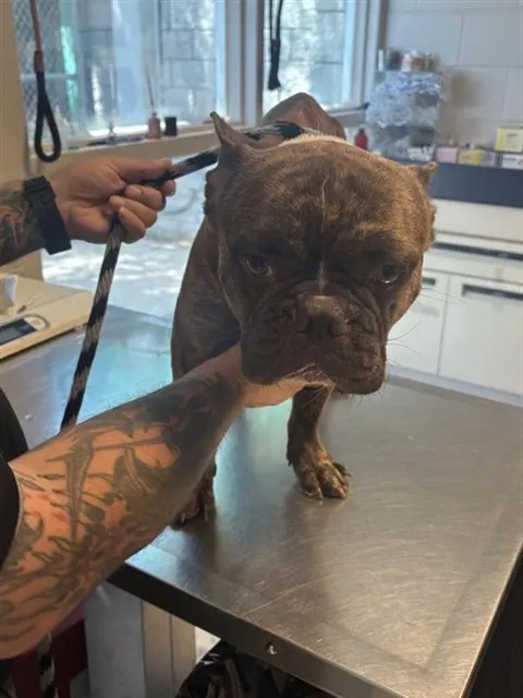Adoptable Dog