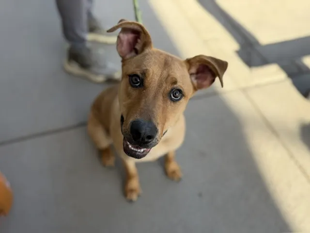 Caramel