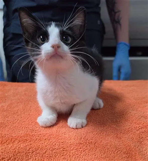 Adoptable Cat