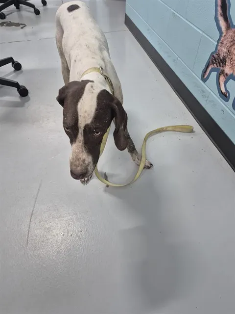 Adoptable Dog