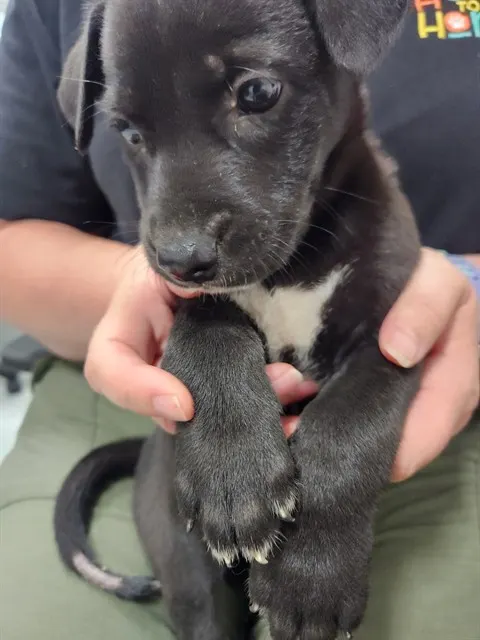 Adoptable Dog