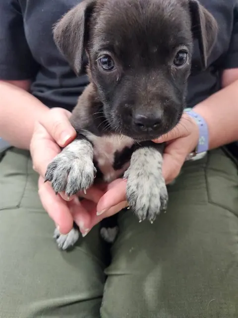Adoptable Dog