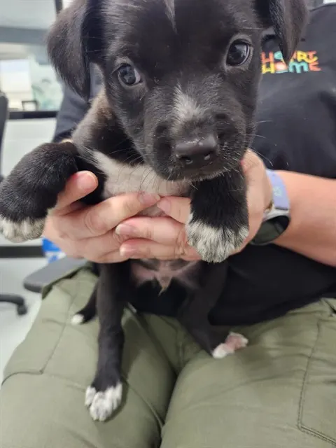 Adoptable Dog