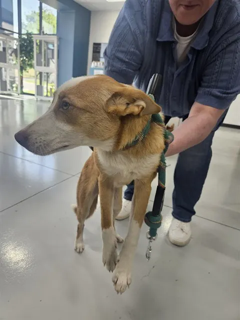 Adoptable Dog