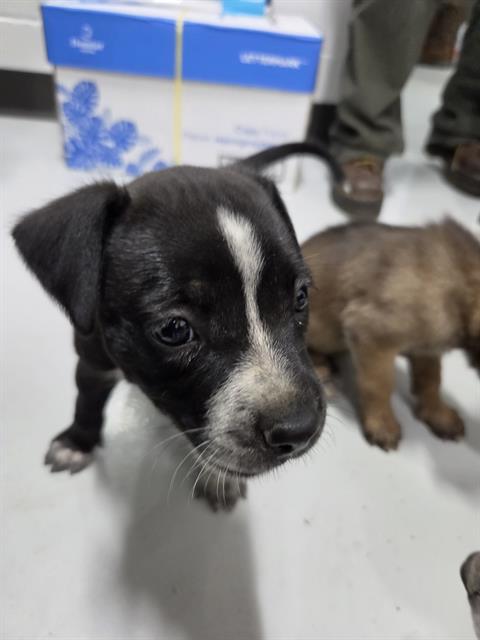 Adoptable Dog