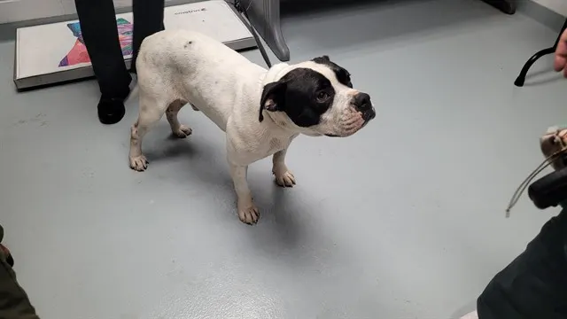 Big Boy