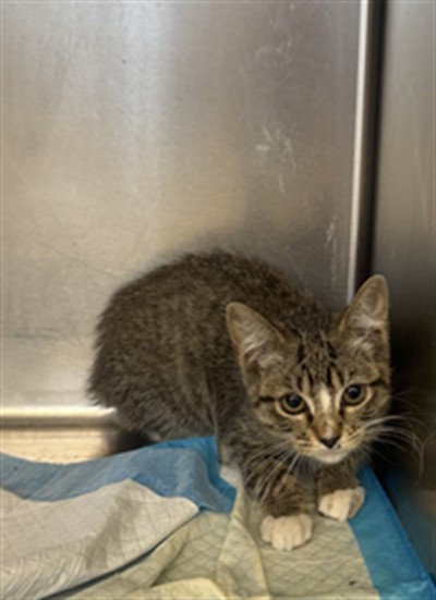 Adoptable Cat
