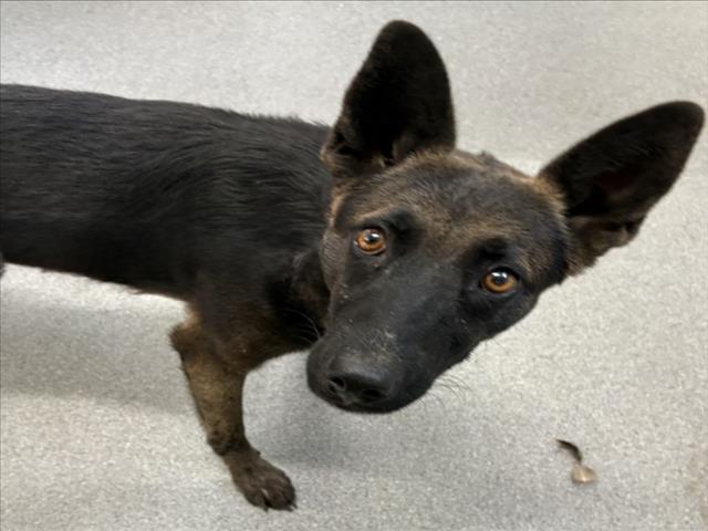Adoptable Dog