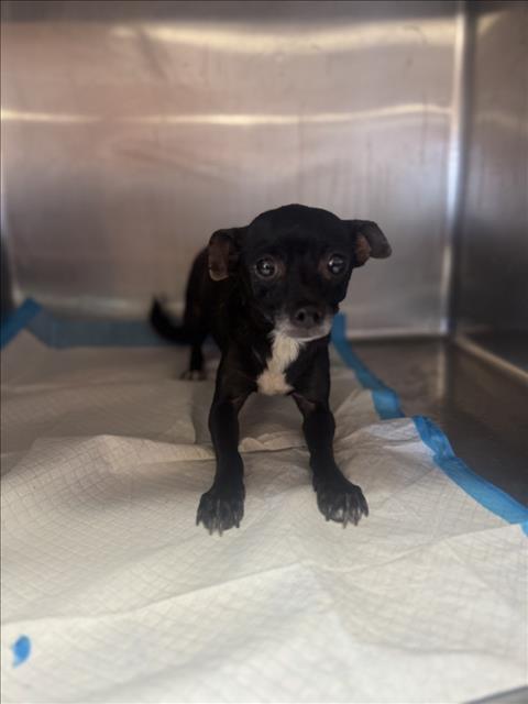 Adoptable Dog