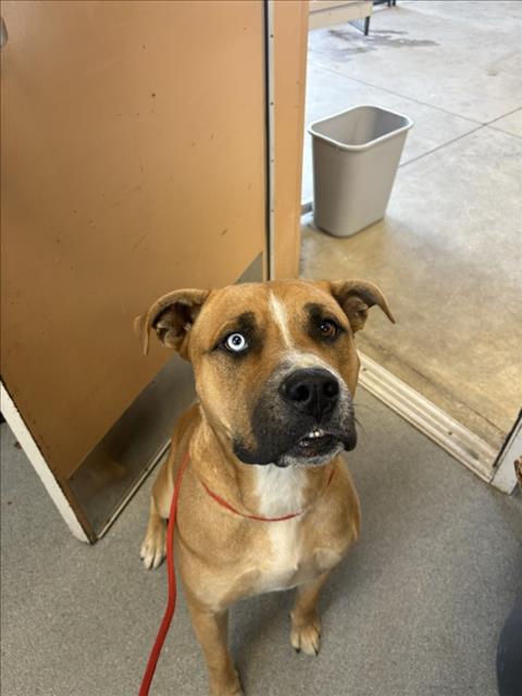 Adoptable Dog
