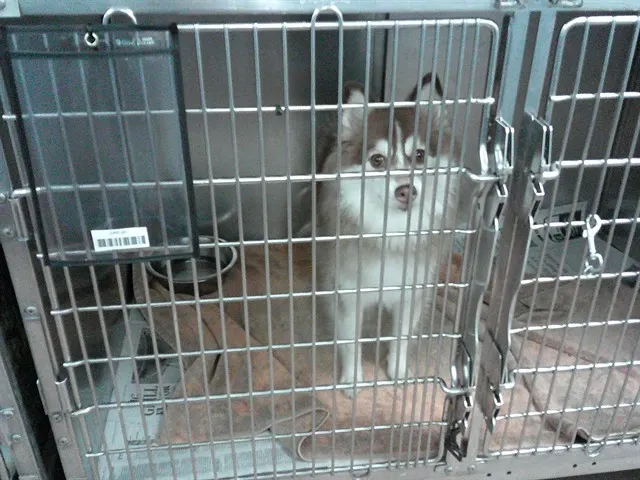 Adoptable Dog