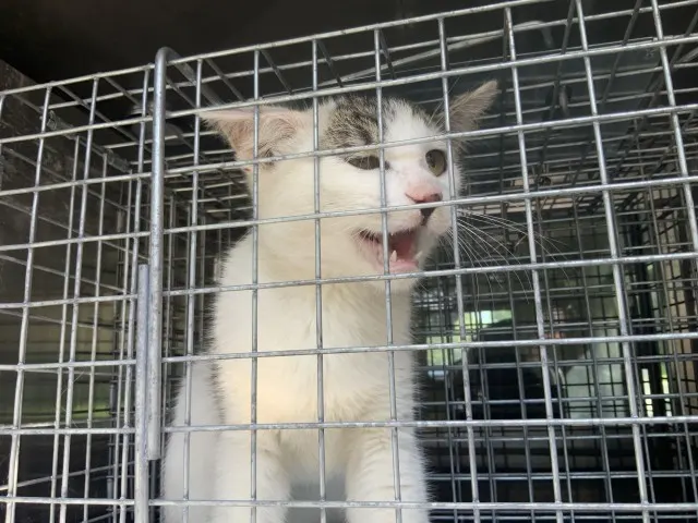 Adoptable Cat