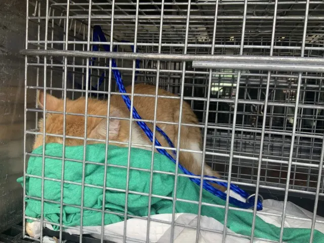 Adoptable Cat