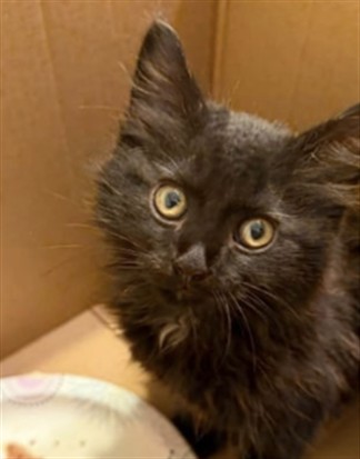 Adoptable Cat