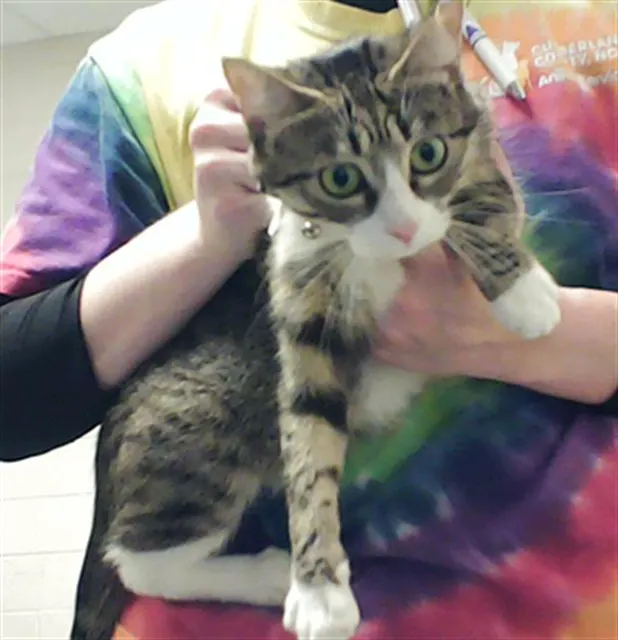 Meow Meow