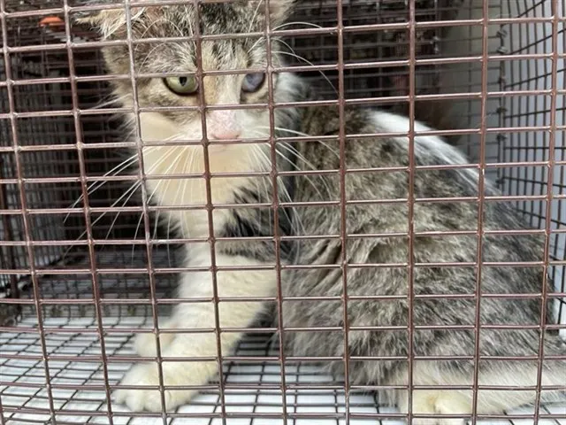 Adoptable Cat