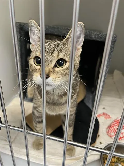 Adoptable Cat