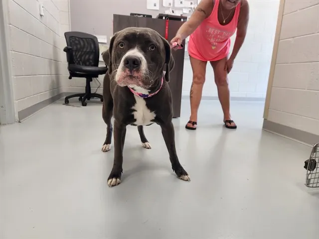 Adoptable Dog