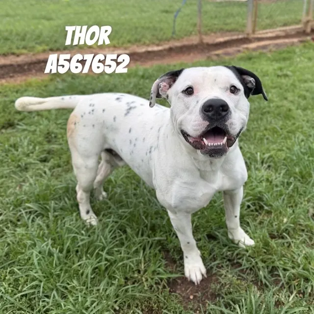 Thor