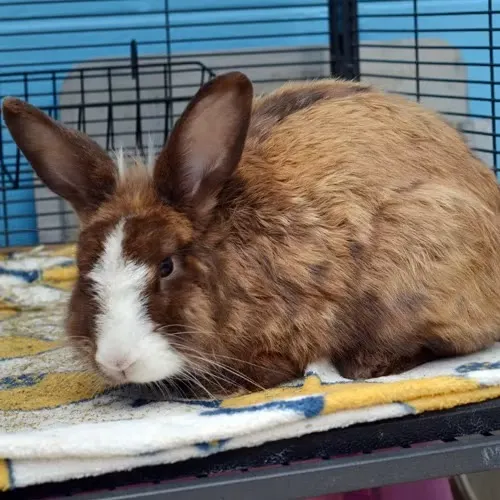 Truffle