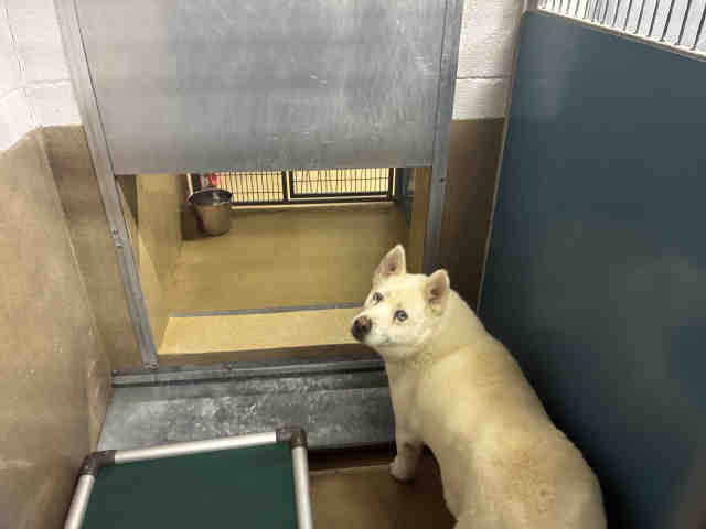 Adoptable Dog