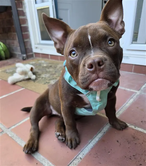 Nova