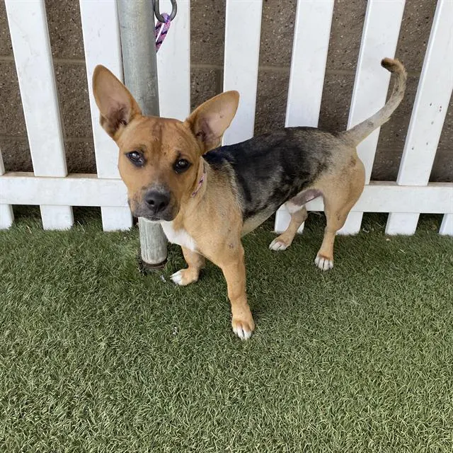Adoptable Dog
