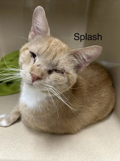 Splash