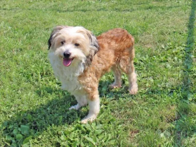 Humphrey