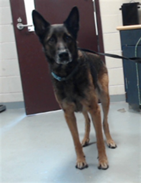 Adoptable Dog