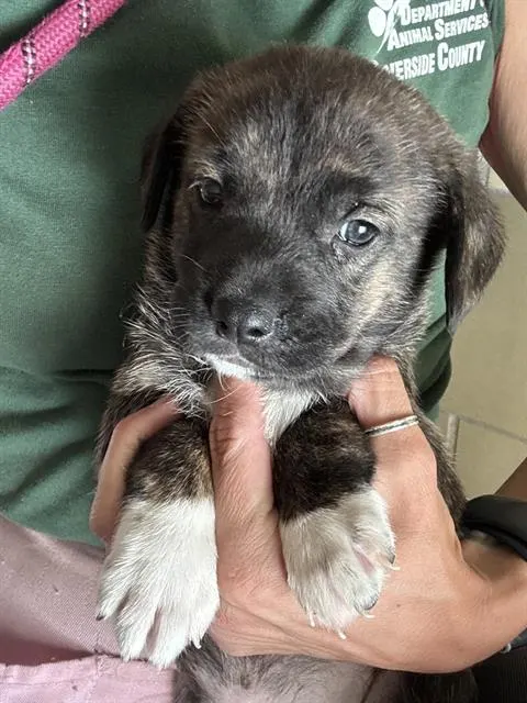 Doris