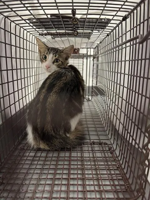 Adoptable Cat