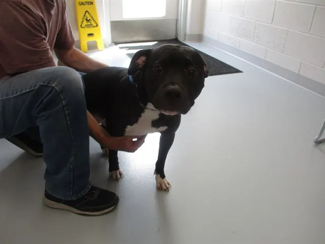 Adoptable Dog