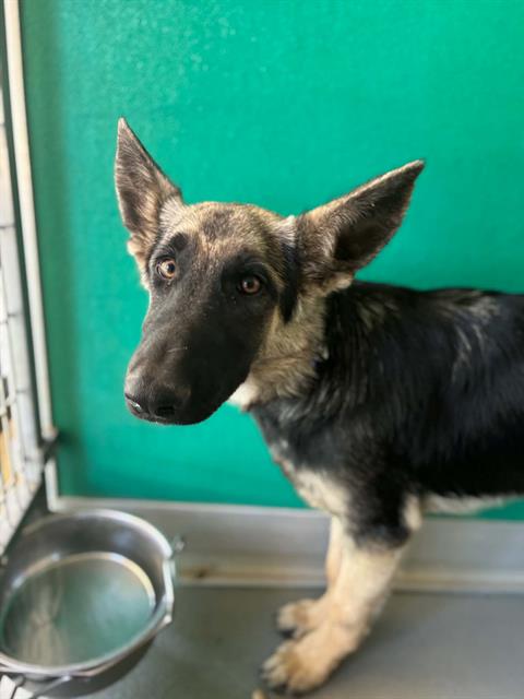 Adoptable Dog