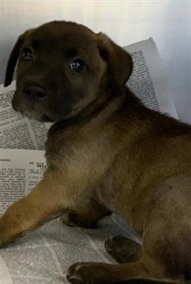 Adoptable Dog