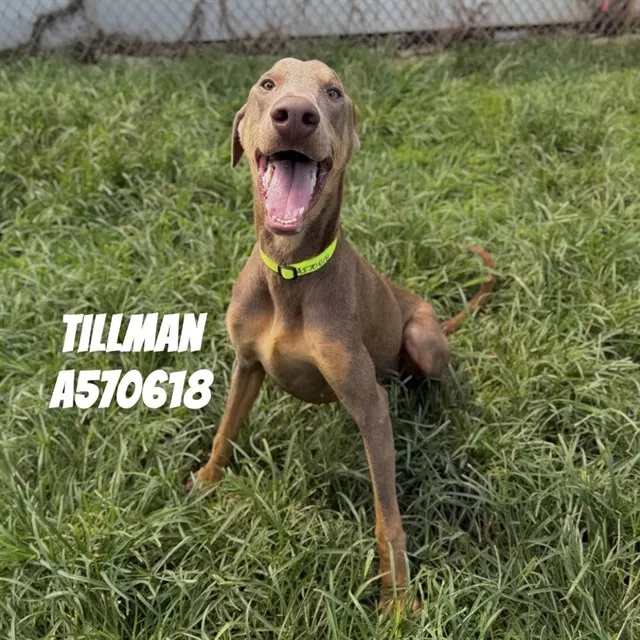 Tillman