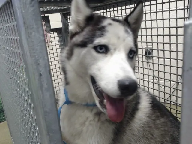 Nellie