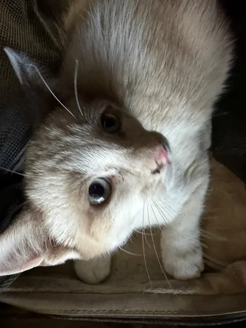 Adoptable Cat