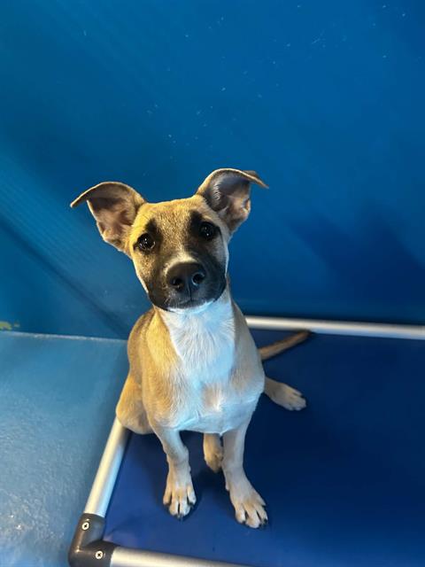 Adoptable Dog