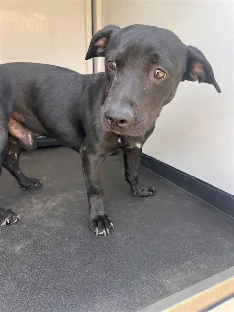 Adoptable Dog