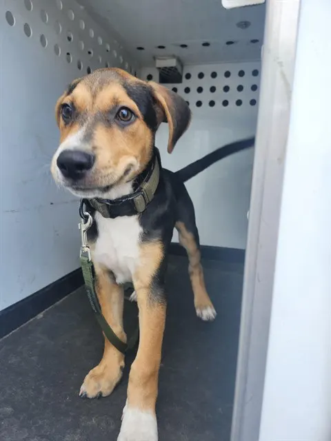 Adoptable Dog