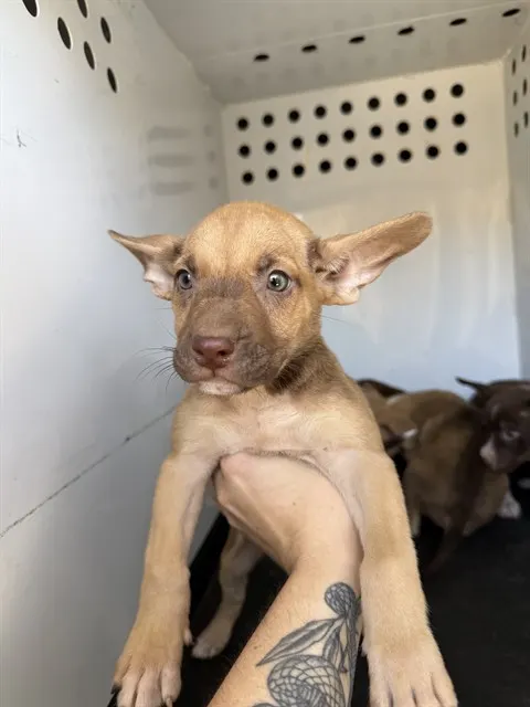 Adoptable Dog