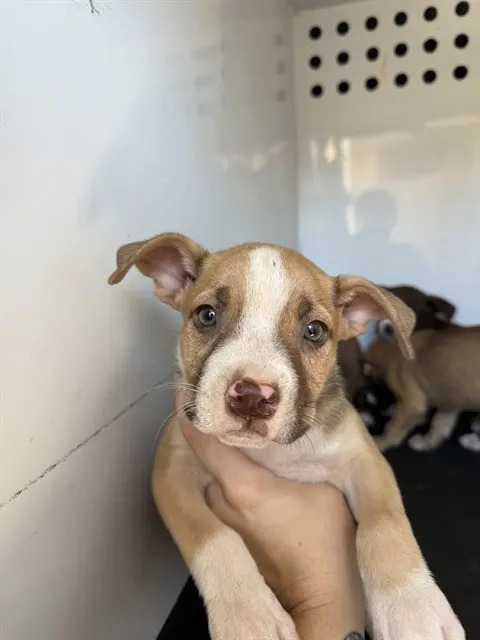 Adoptable Dog