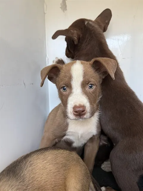 Adoptable Dog