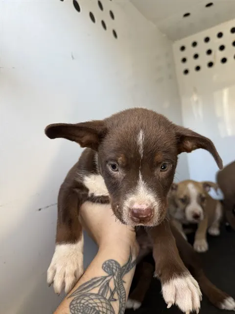 Adoptable Dog