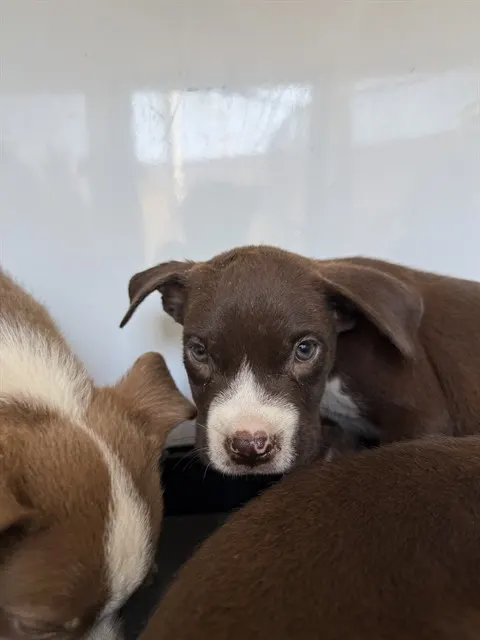 Adoptable Dog
