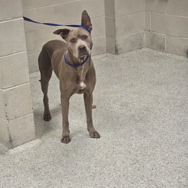 Adoptable Dog