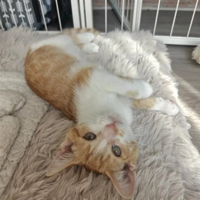 Tangerine