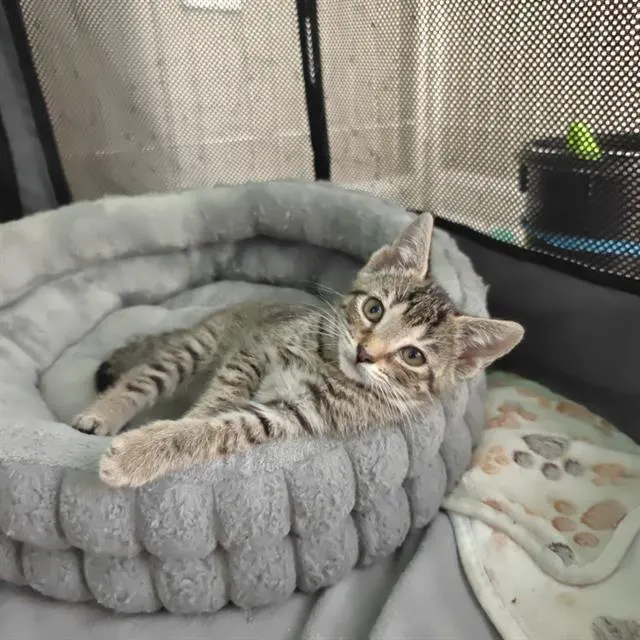 Kiwi
